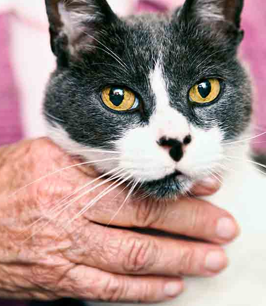 Black and white cat head