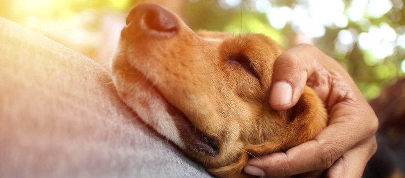 Dog head being pet with blurred trees in the background