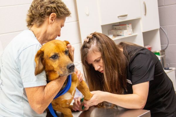 Dog getting blood drawn at the Good Neighbor Outreach Clinic