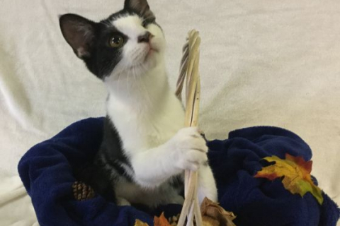 Mr. Whiskers